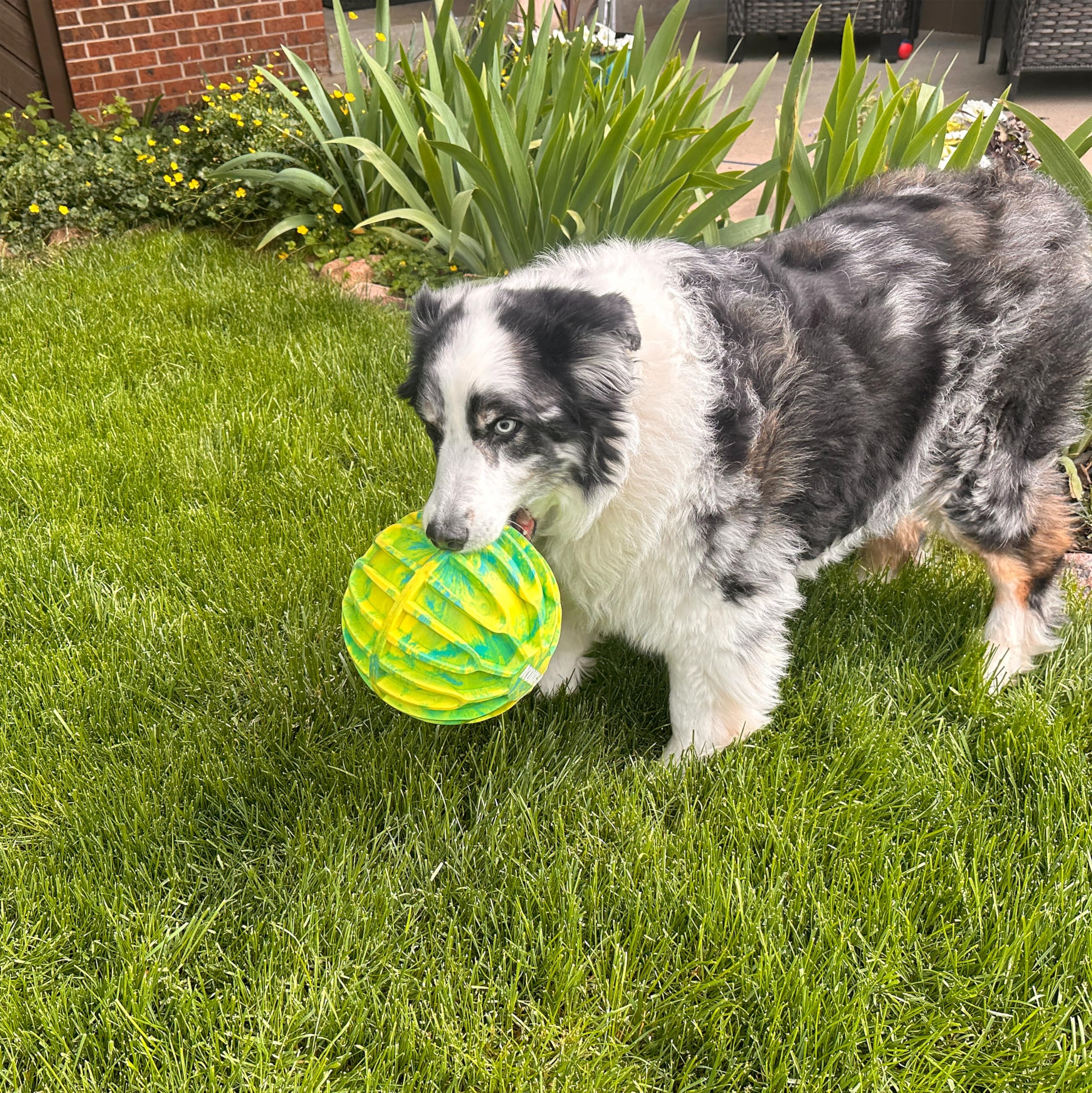 KONG FlexBall in a park with dog running, promoting energetic outdoor exercise