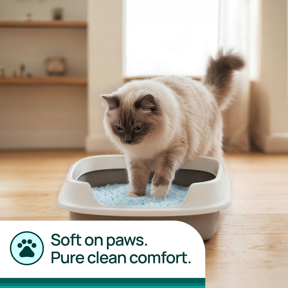 Litter Pearls in litter box demonstrating odor control and freshness