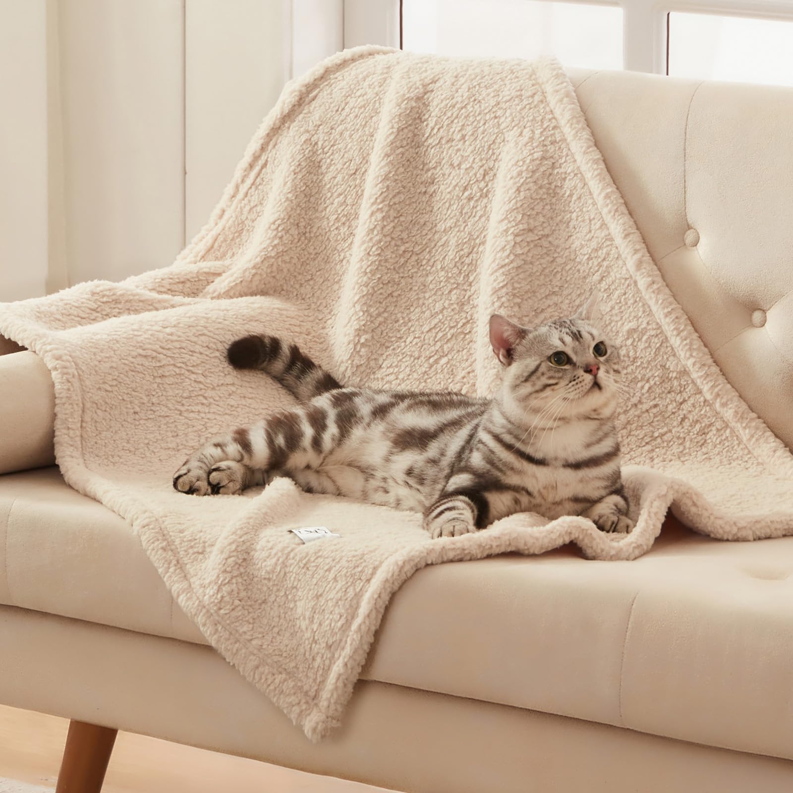 Luciphia cat curled on blanket in living room showing calming warmth benefit