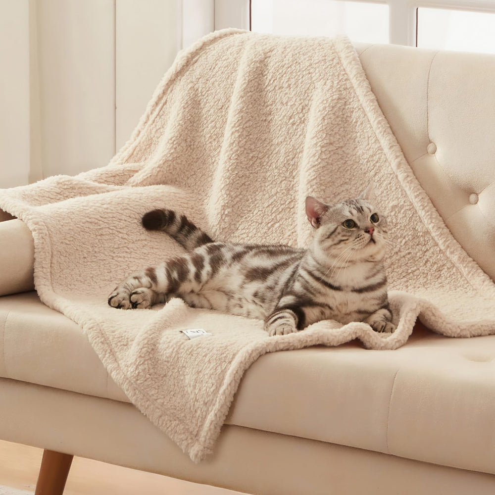Luciphia cat curled on blanket in living room showing calming warmth benefit