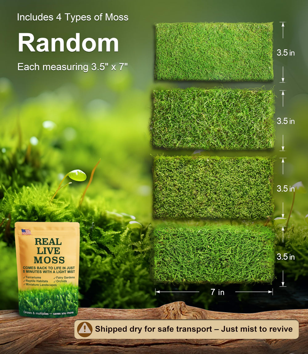 LUCKYRUNES close-up moss texture highlighting natural soft green detail