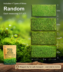 LUCKYRUNES close-up moss texture highlighting natural soft green detail