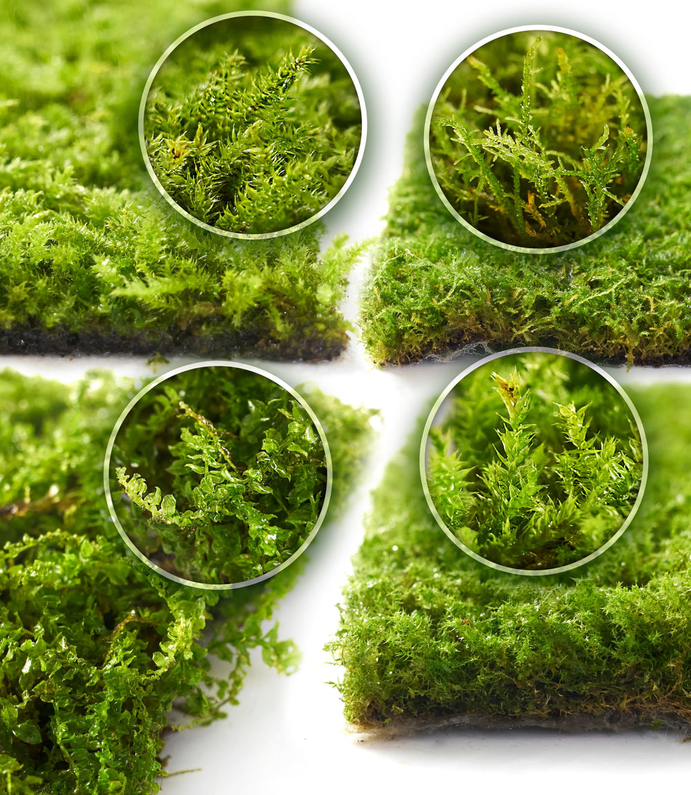 LUCKYRUNES front packaging showing four live moss pieces and benefits
