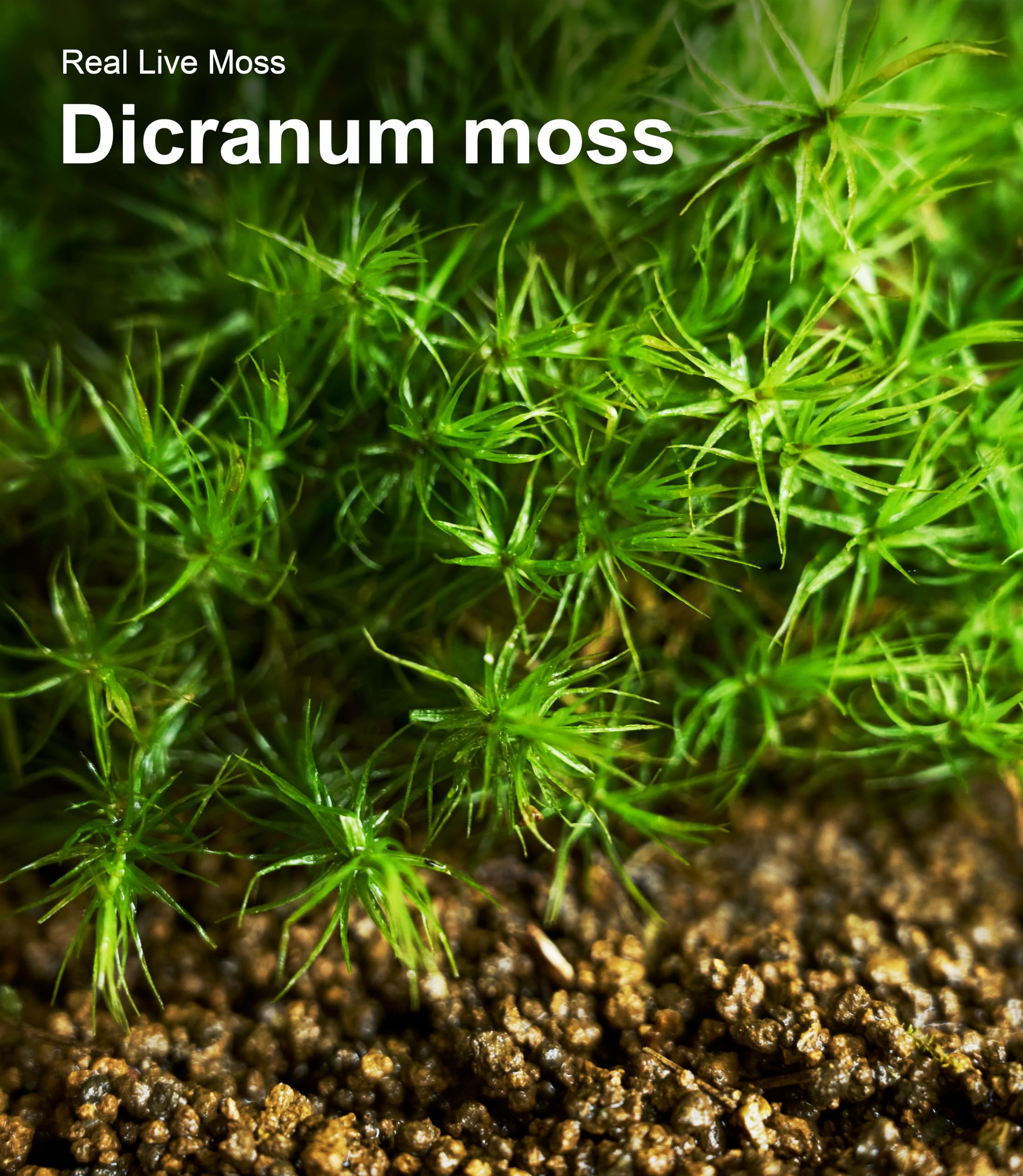 LUCKYRUNES decorative moss in humid reptile enclosure for realism