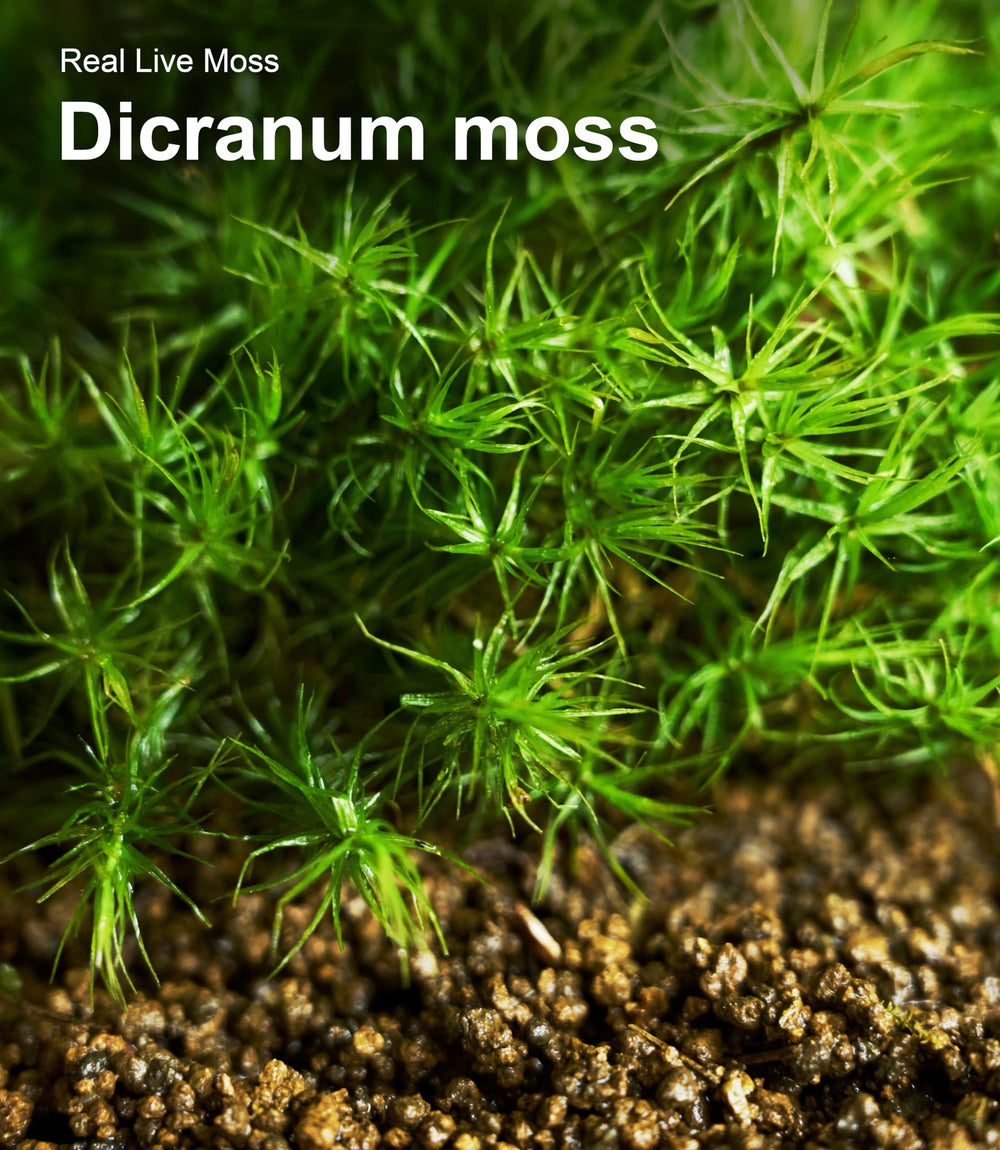 LUCKYRUNES decorative moss in humid reptile enclosure for realism