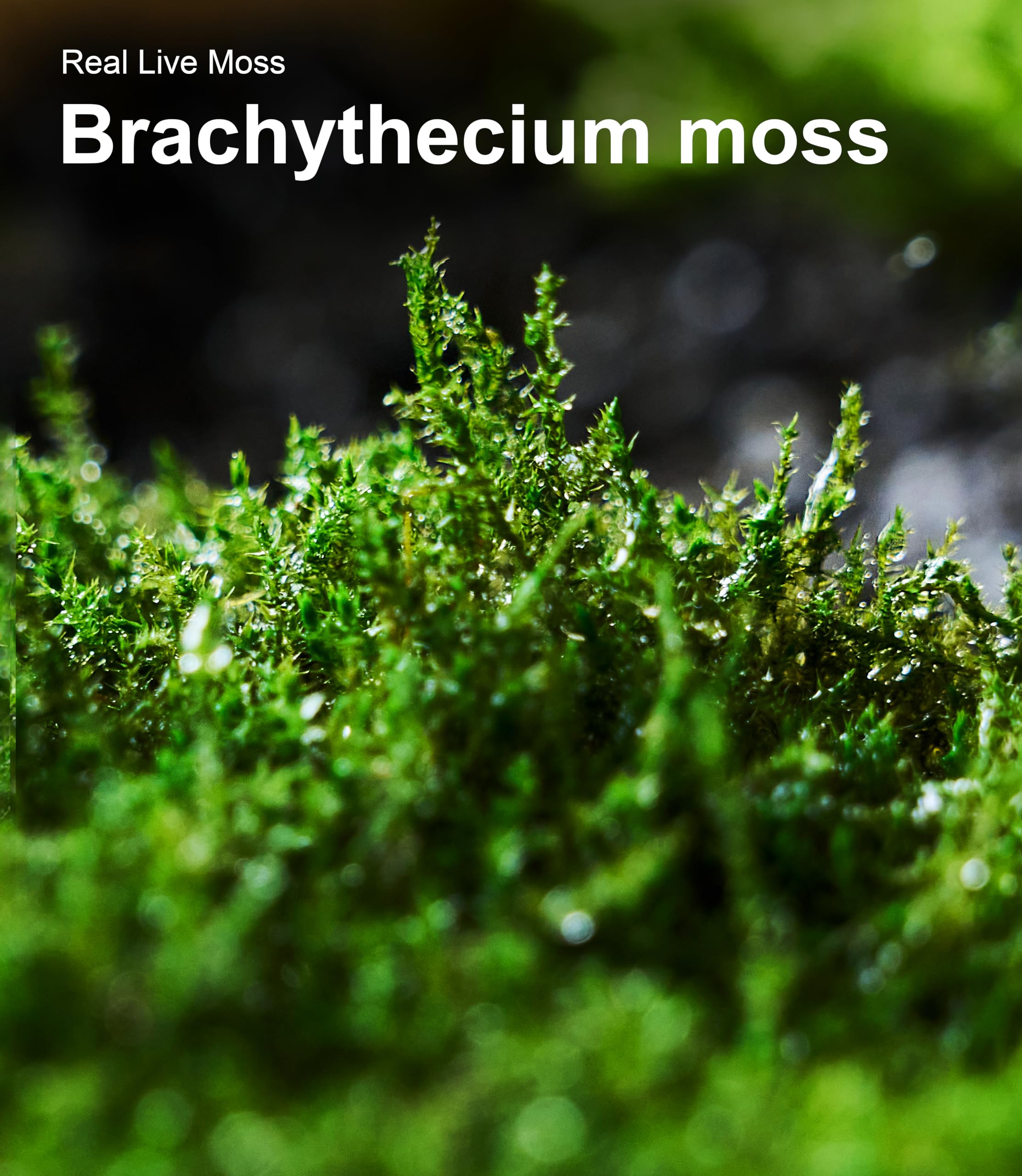 LUCKYRUNES label showing moss variety information and authenticity