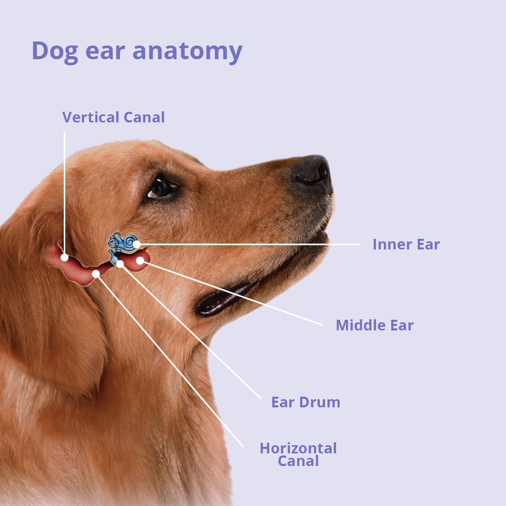 Mal-A-Ket in veterinary setting with tools showing professional ear-care support