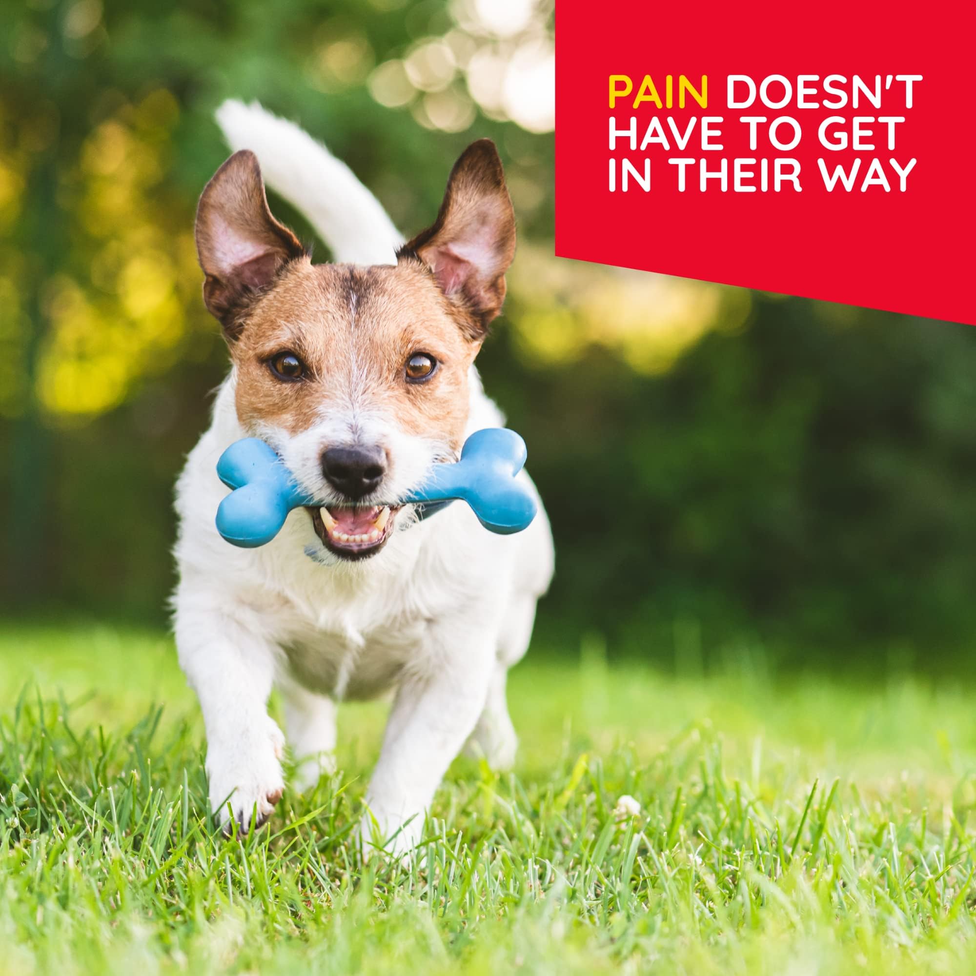 MediNatura pet taking tablet from hand demonstrating simple, stress-free dosing
