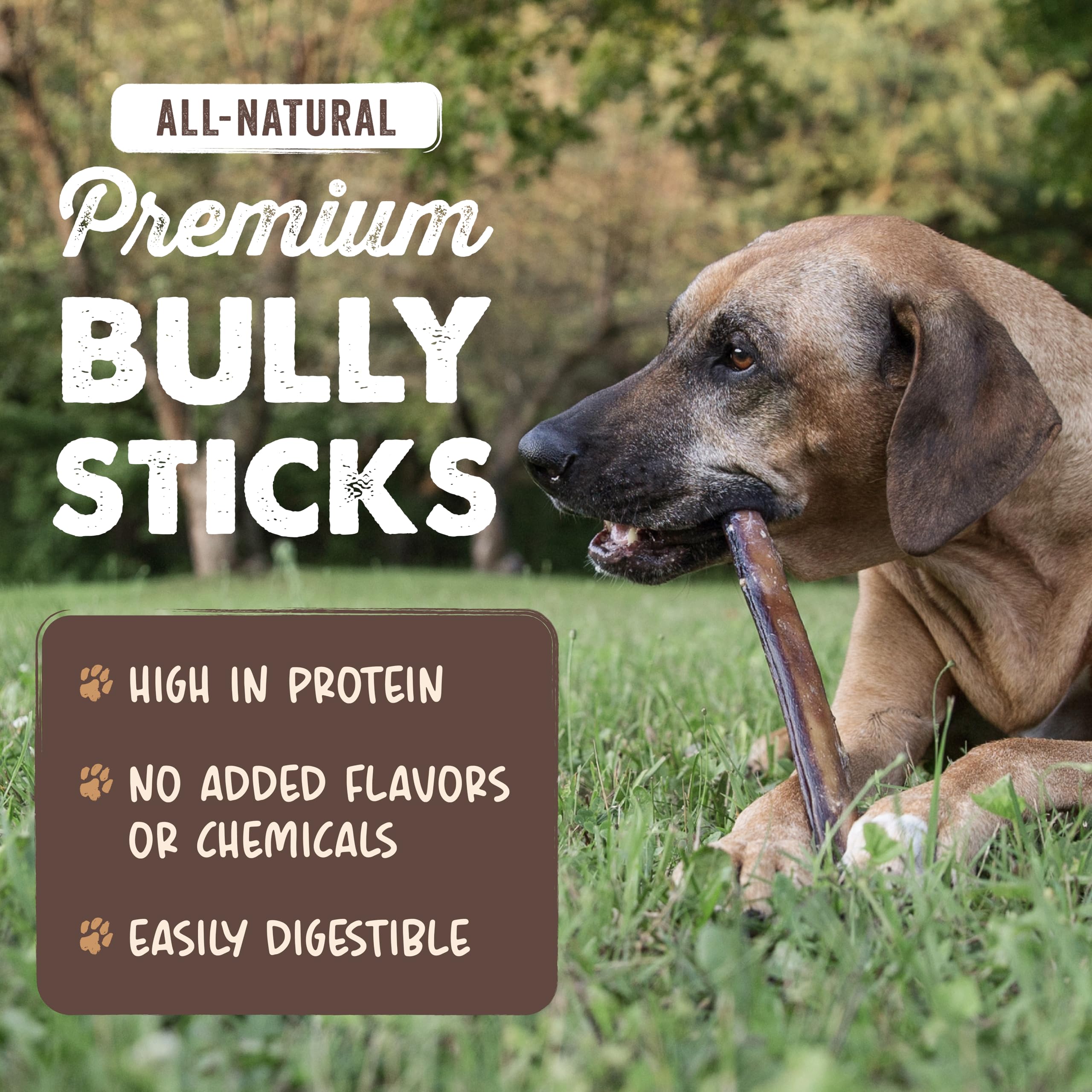 Mighty Paw dog chewing a 12-inch stick outside for prolonged activity