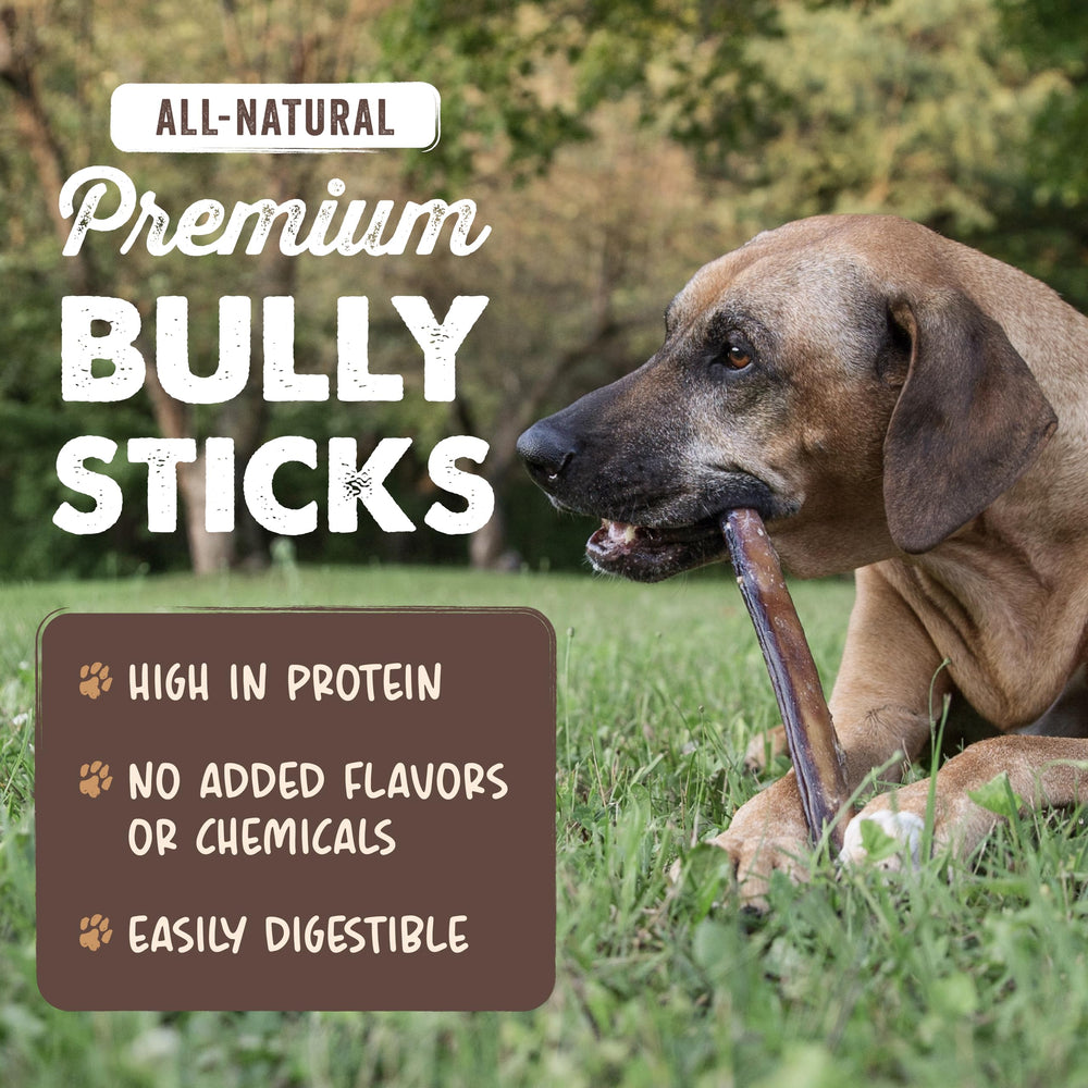 Mighty Paw dog chewing a 12-inch stick outside for prolonged activity