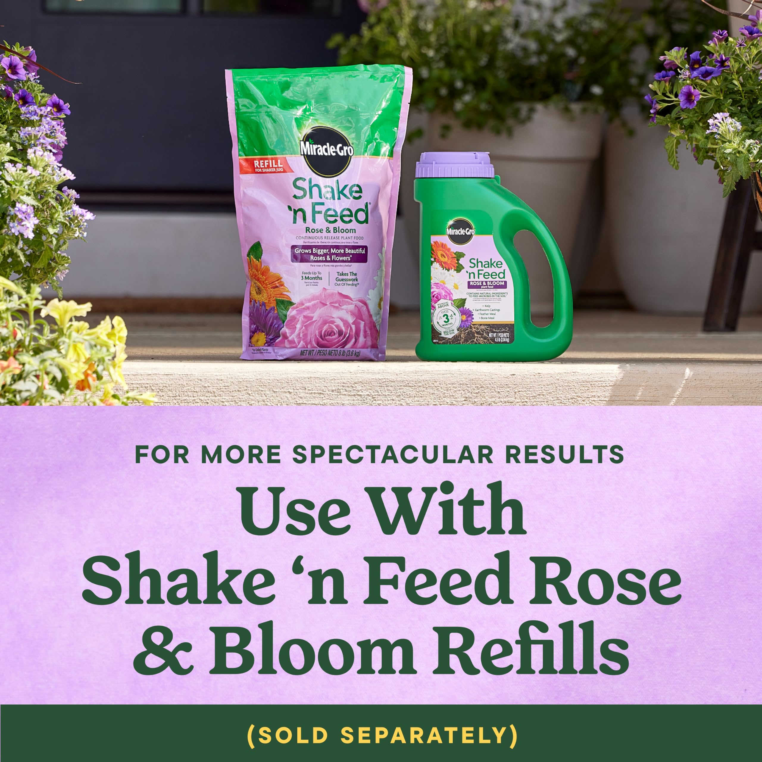 Miracle-Gro used in a rose pot improving container bloom performance