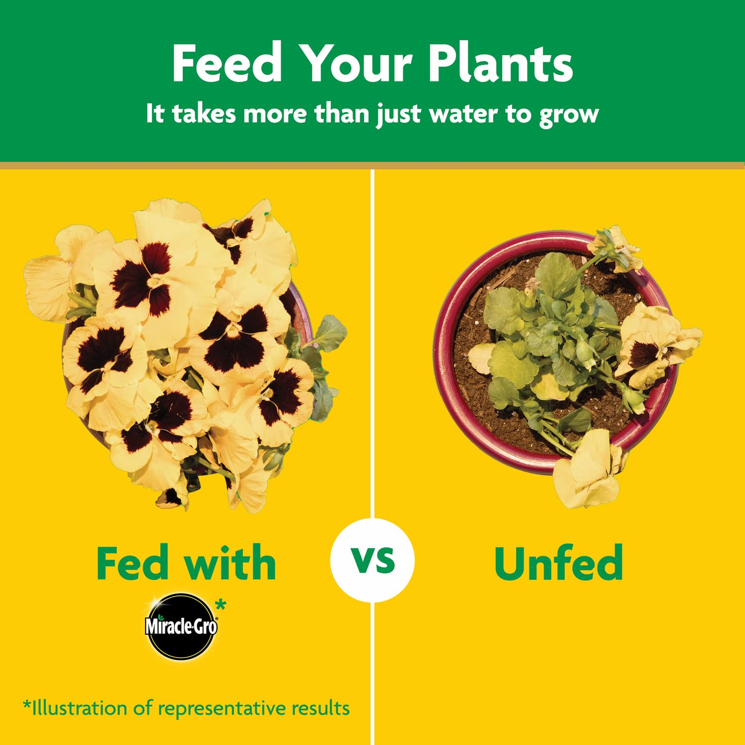 Miracle-Gro feeding an indoor houseplant for healthier foliage