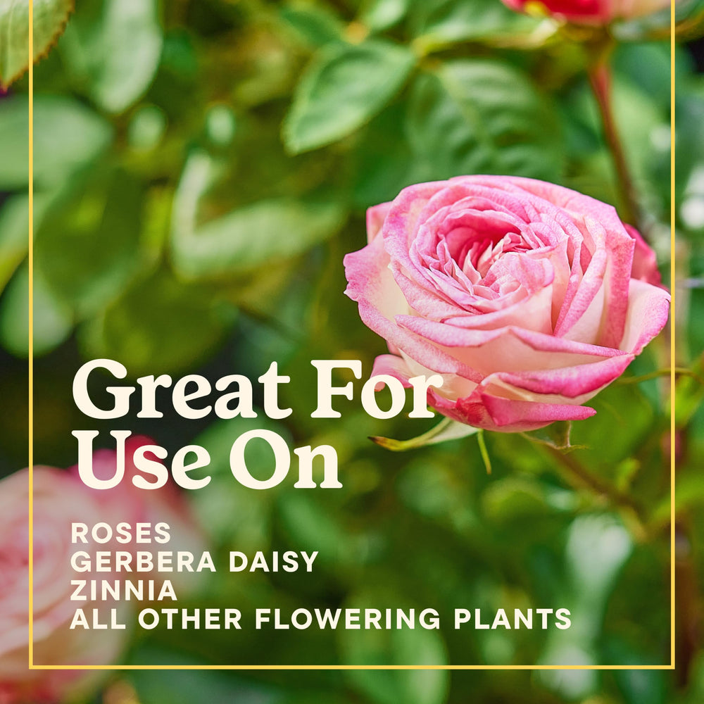 Miracle-Gro in lifestyle scene gardener watering roses for better blooms