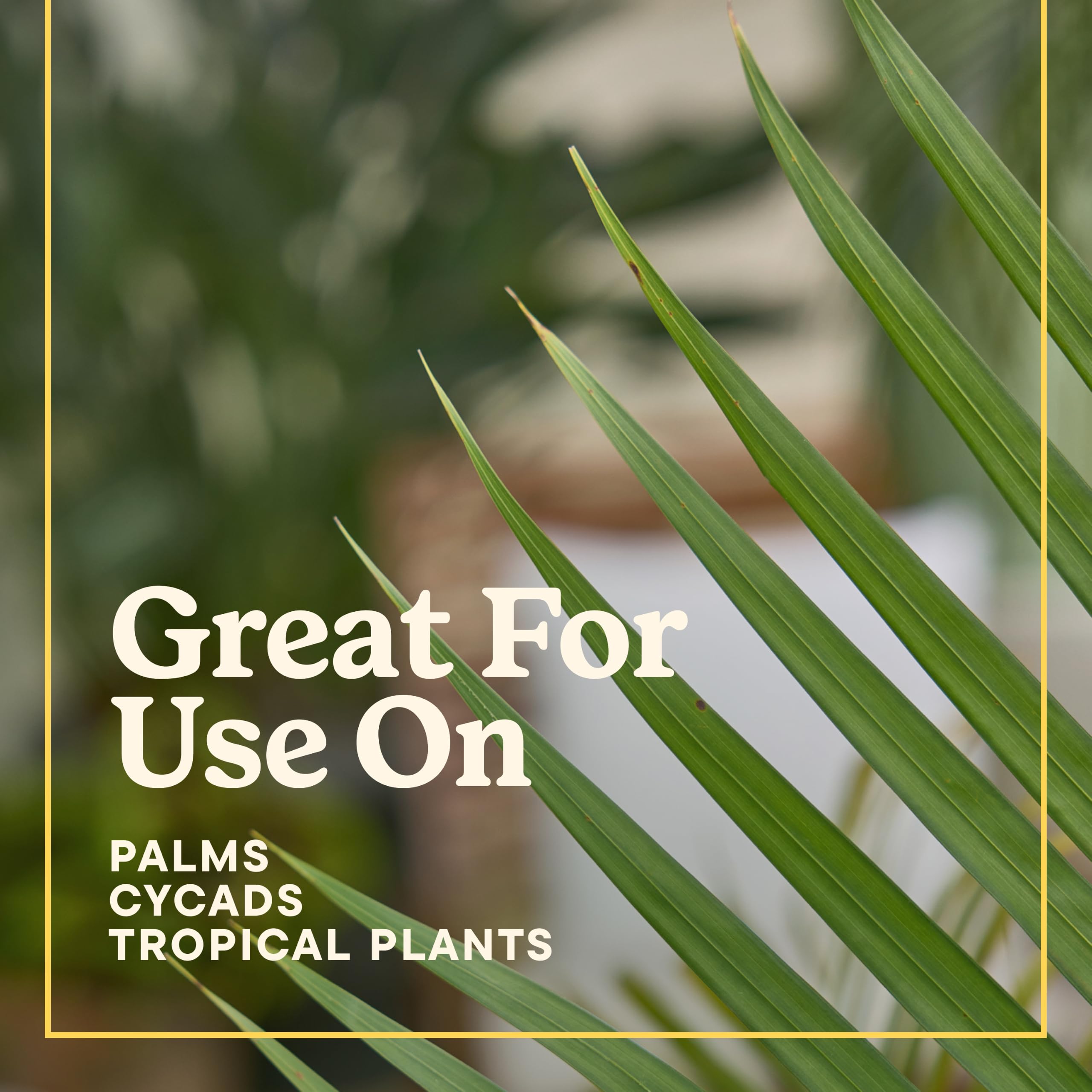 Miracle-Gro before and after palm photos showing improved frond color