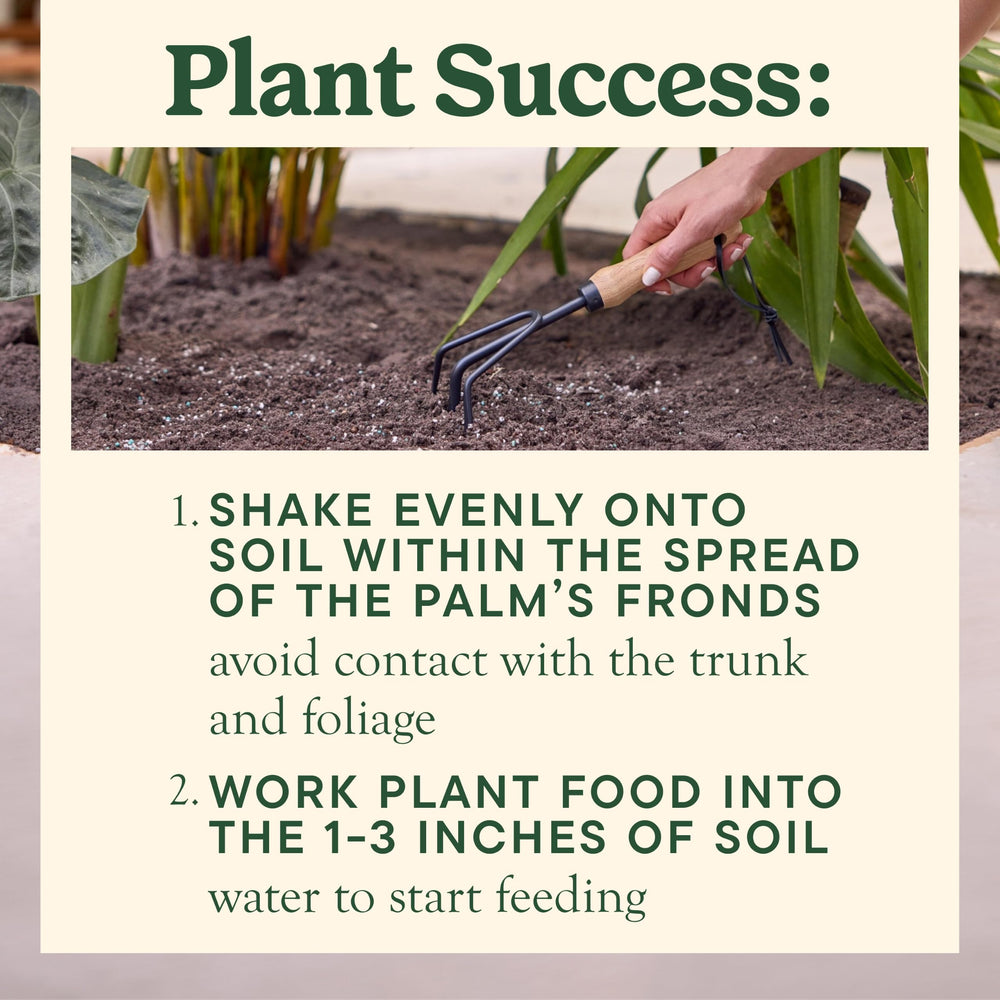 Miracle-Gro applied around an in-ground palm illustrating root zone feeding
