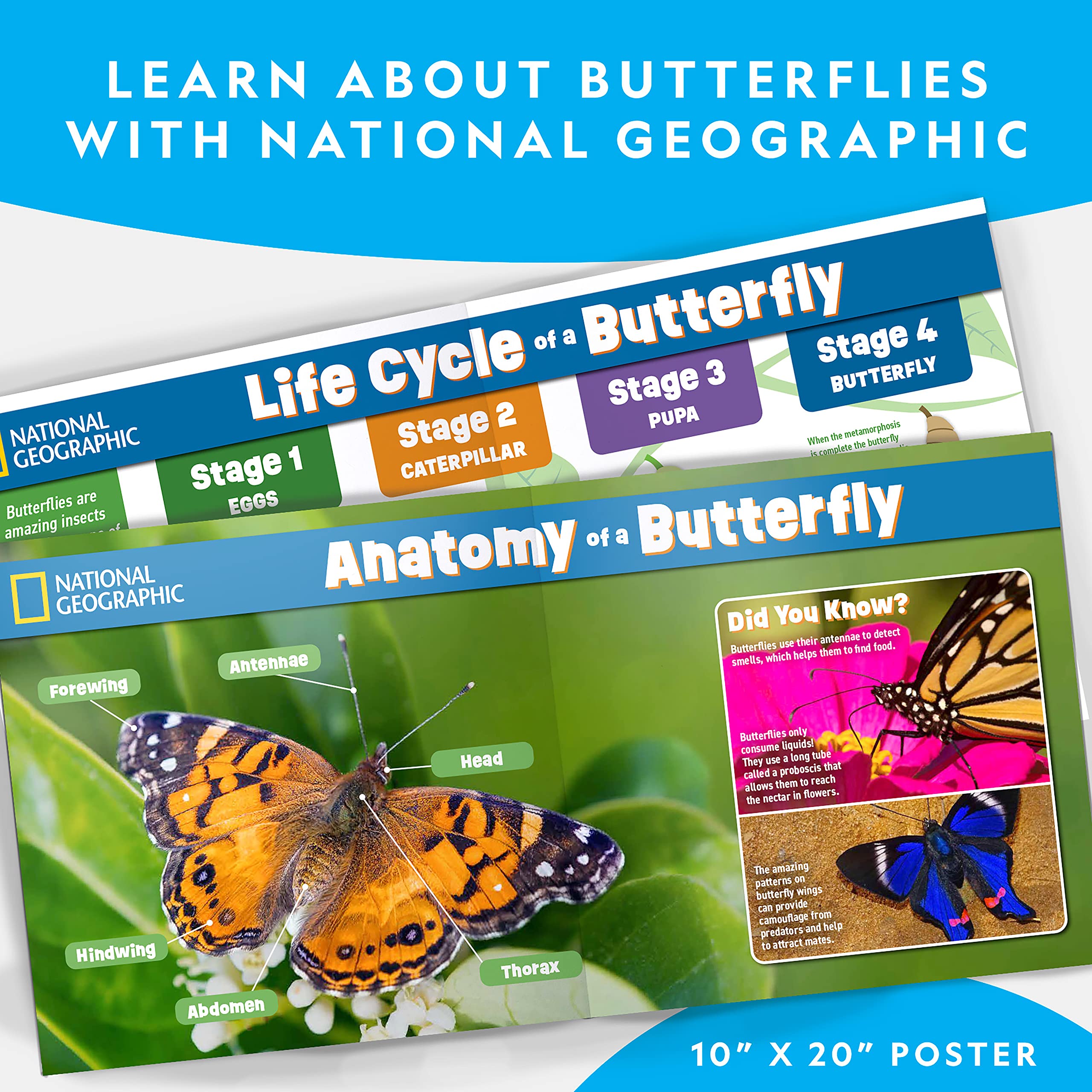 JMW Sales National Geographic close-up of caterpillar and chrysalis illustrating development