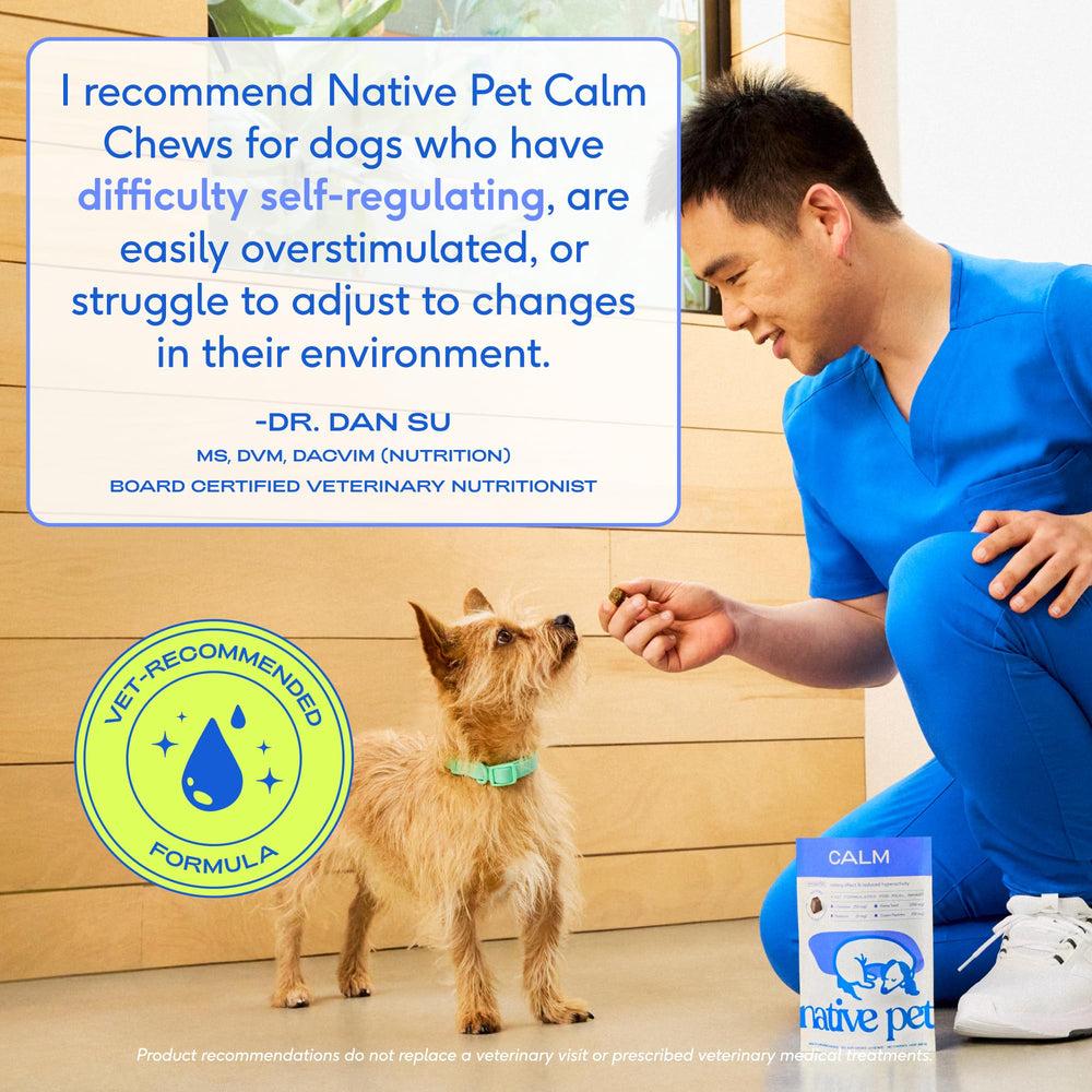 Native Pet dog taking a chew in a car demonstrating calmer travel behavior