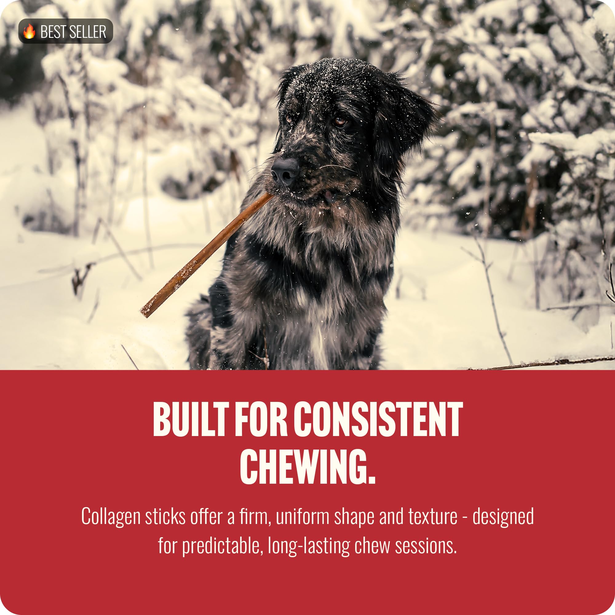 Natural Farm dog chewing outdoors enjoying long-lasting protein treat