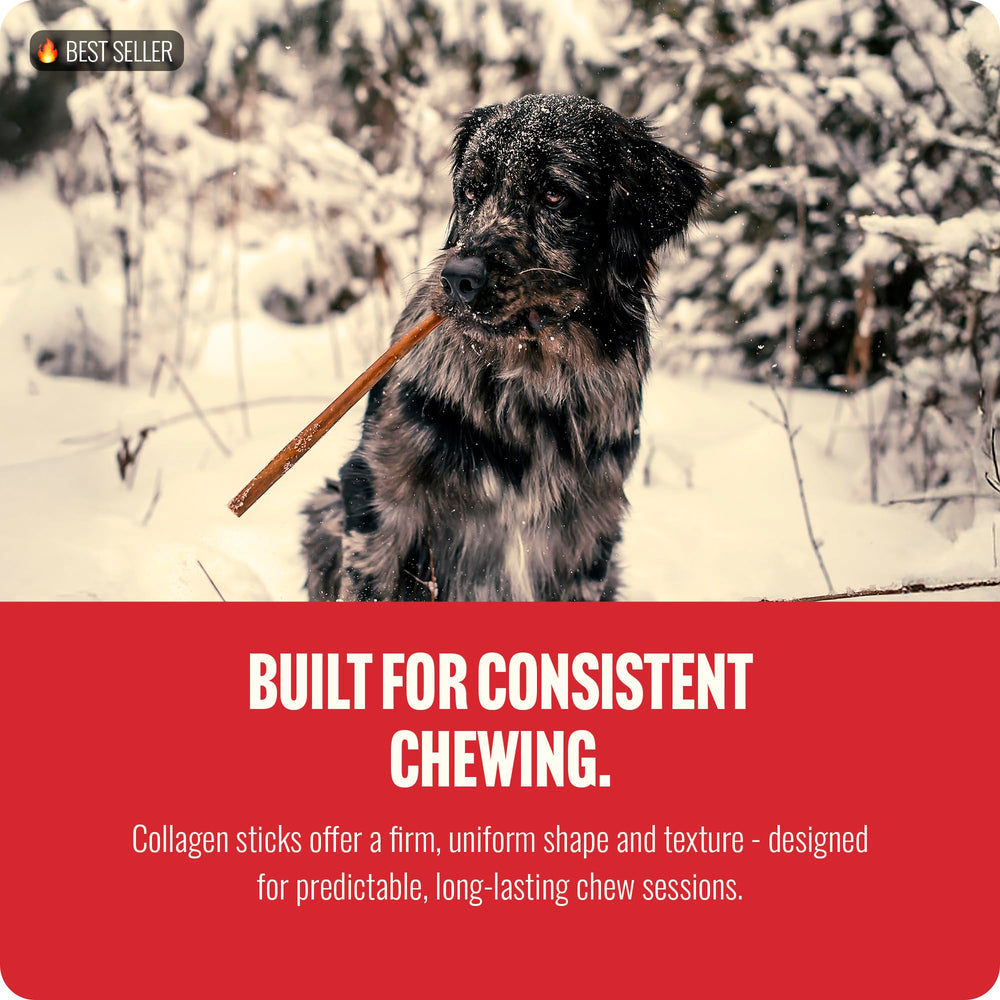 Natural Farm dog chewing outdoors enjoying long-lasting protein treat