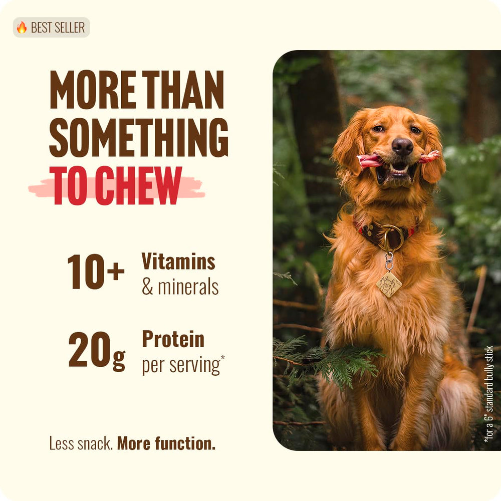 Natural Farm close-up of a single 12-inch bully stick highlighting firm texture and safety