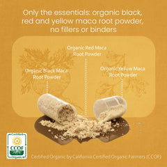 NaturaLife Labs maca powder texture image showing gelatinized starch reduction