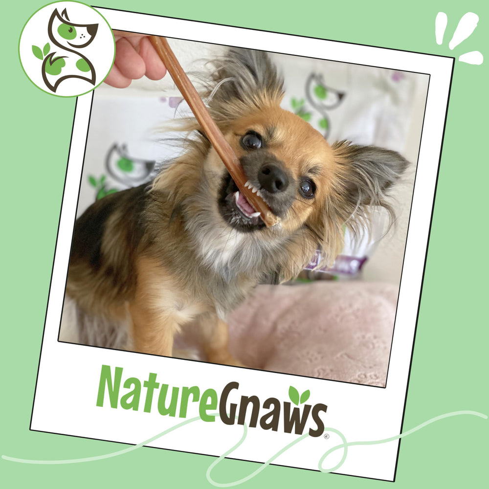 Nature Gnaws bully sticks in bowl ready to serve for quick treat access