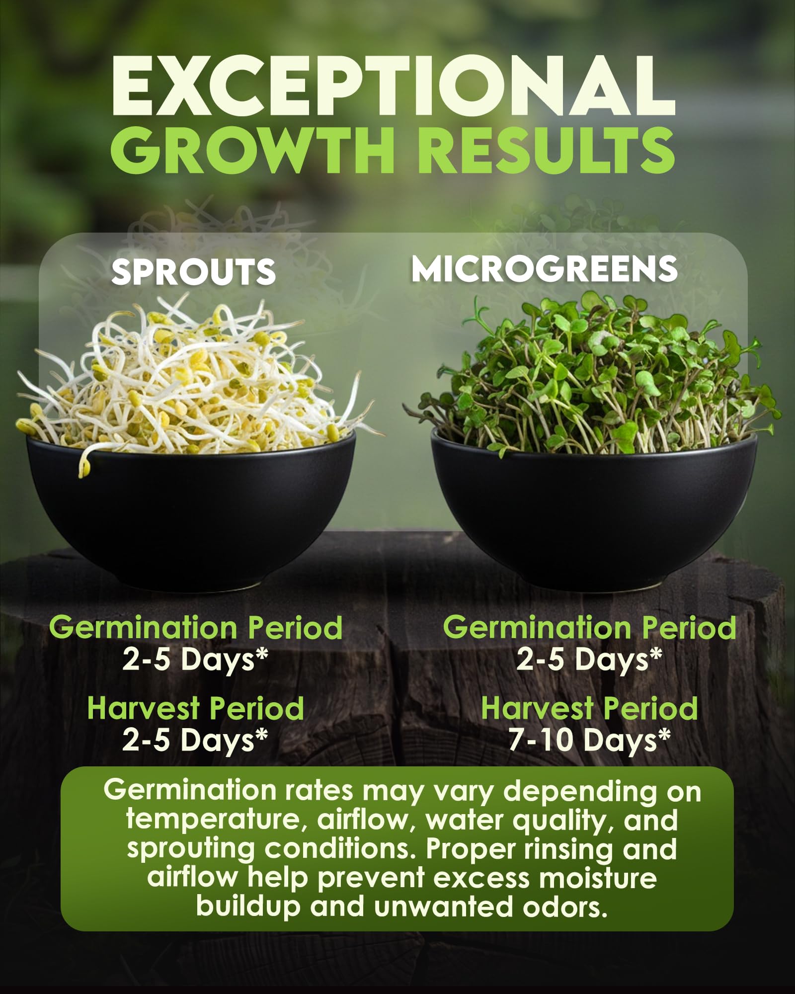 Nature Jims Sprouts dense microgreens in tray after five days benefit: abundant yield