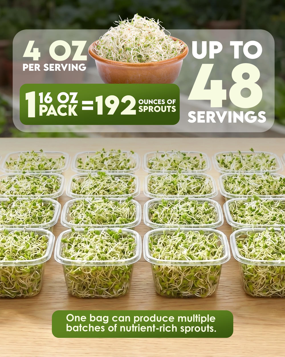 Nature Jim's Sprouts soaked seeds in jar during sprouting, demonstrates easy home process