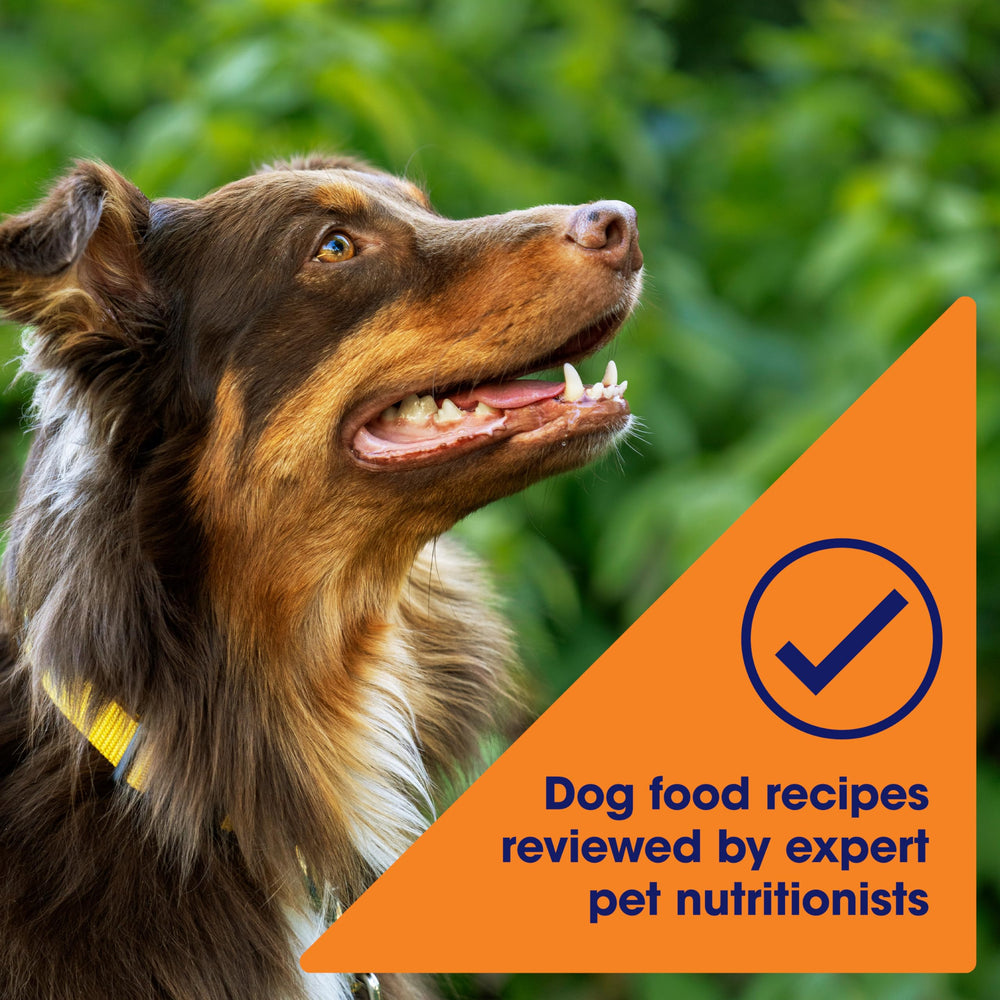 Nature's Recipe dry food in bowl ready to serve for convenient feeding