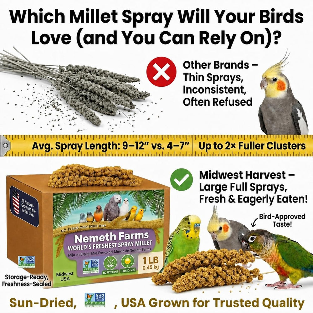 Bowl display of Nemeth Farms millet sprays on a table showing simple, single-ingredient treat
