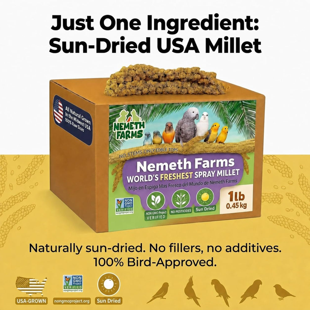 Sun-dried millet in a field at Nemeth Farms illustrating natural processing method