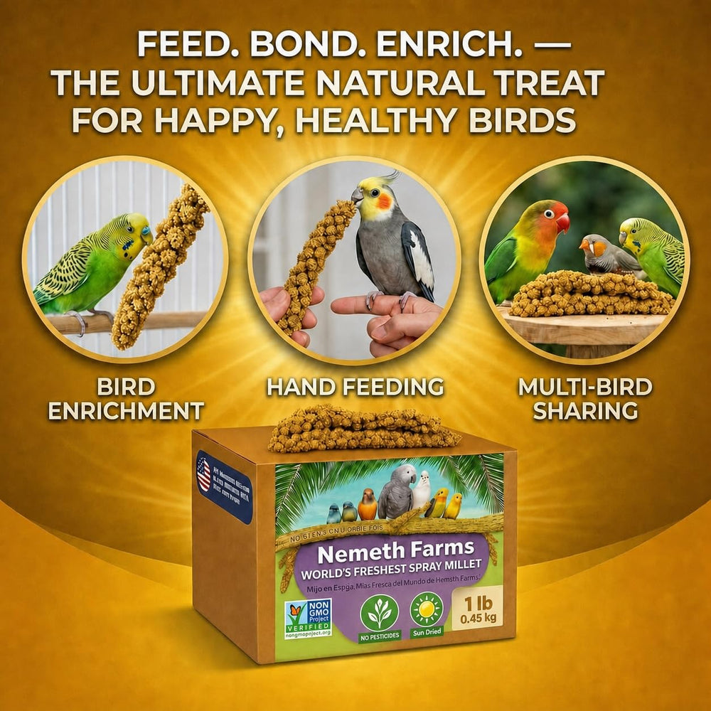Parakeet being trained using Nemeth Farms spray millet as a reward during handling session