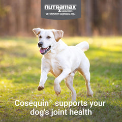 Close-up of Cosequin chewable tablet texture and size demonstrating palatable chew
