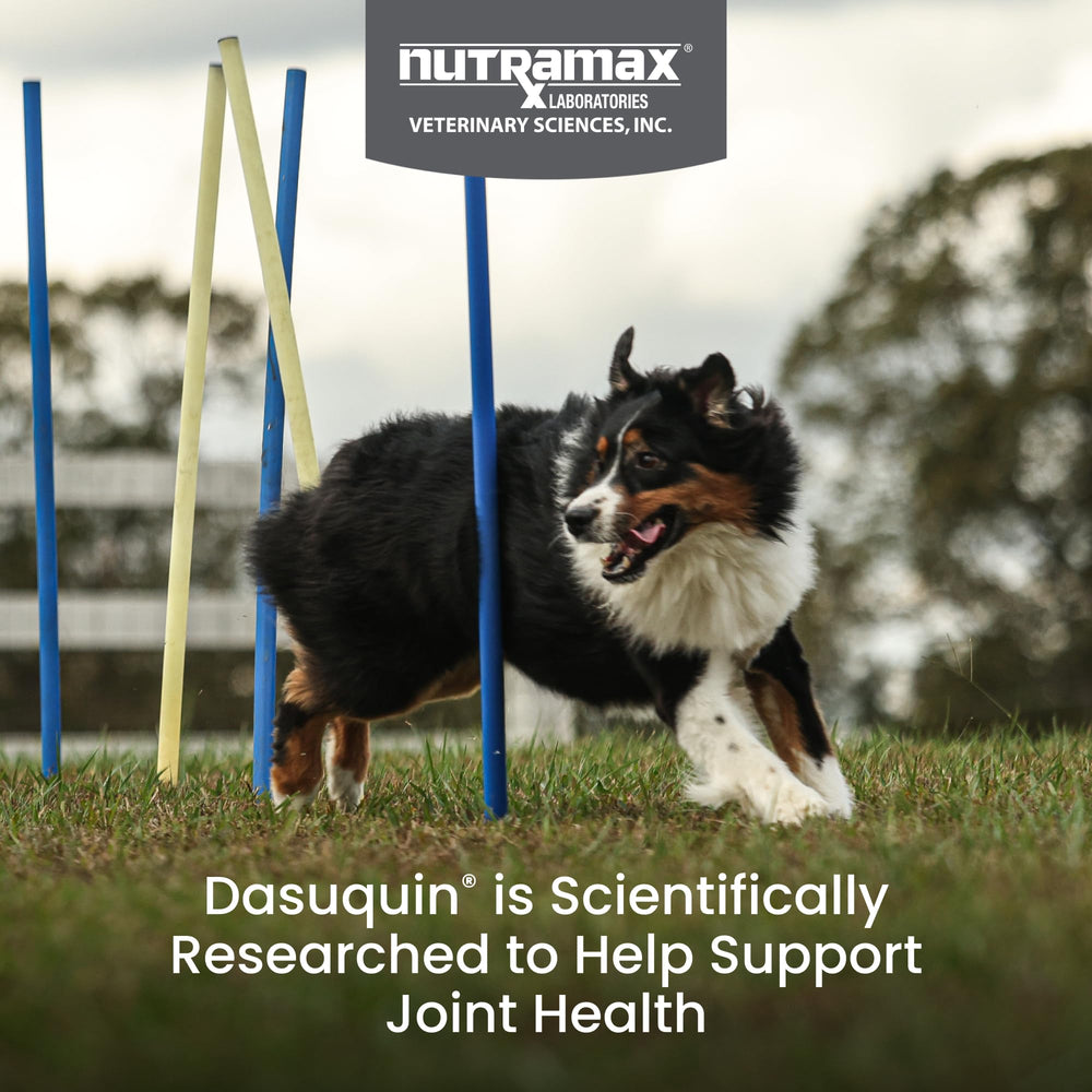 Nutramax Dasuquin chewable tablets close-up highlighting palatable texture