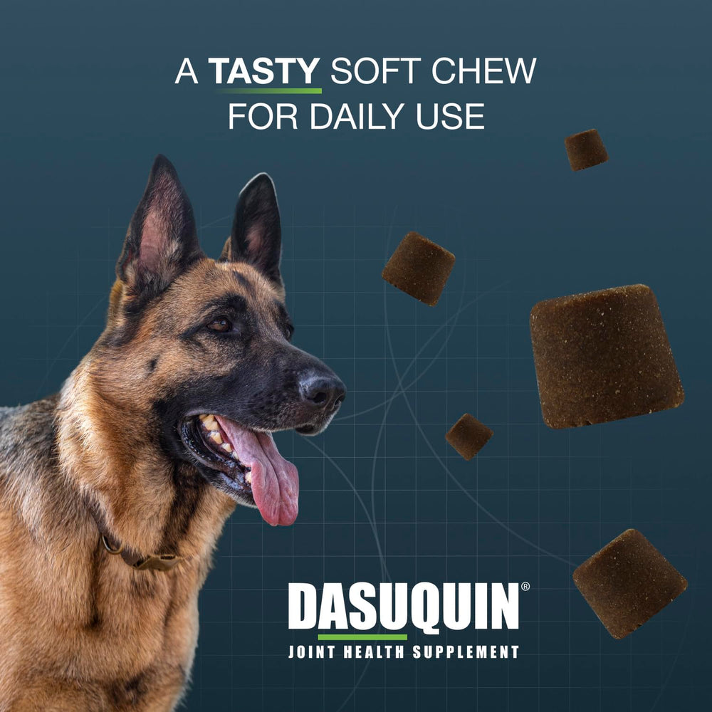 Large dog taking a Nutramax Dasuquin chew offering convenient dosing
