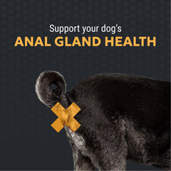 Nutramax Filaquin soft chews close-up highlighting palatable roasted peanut flavor