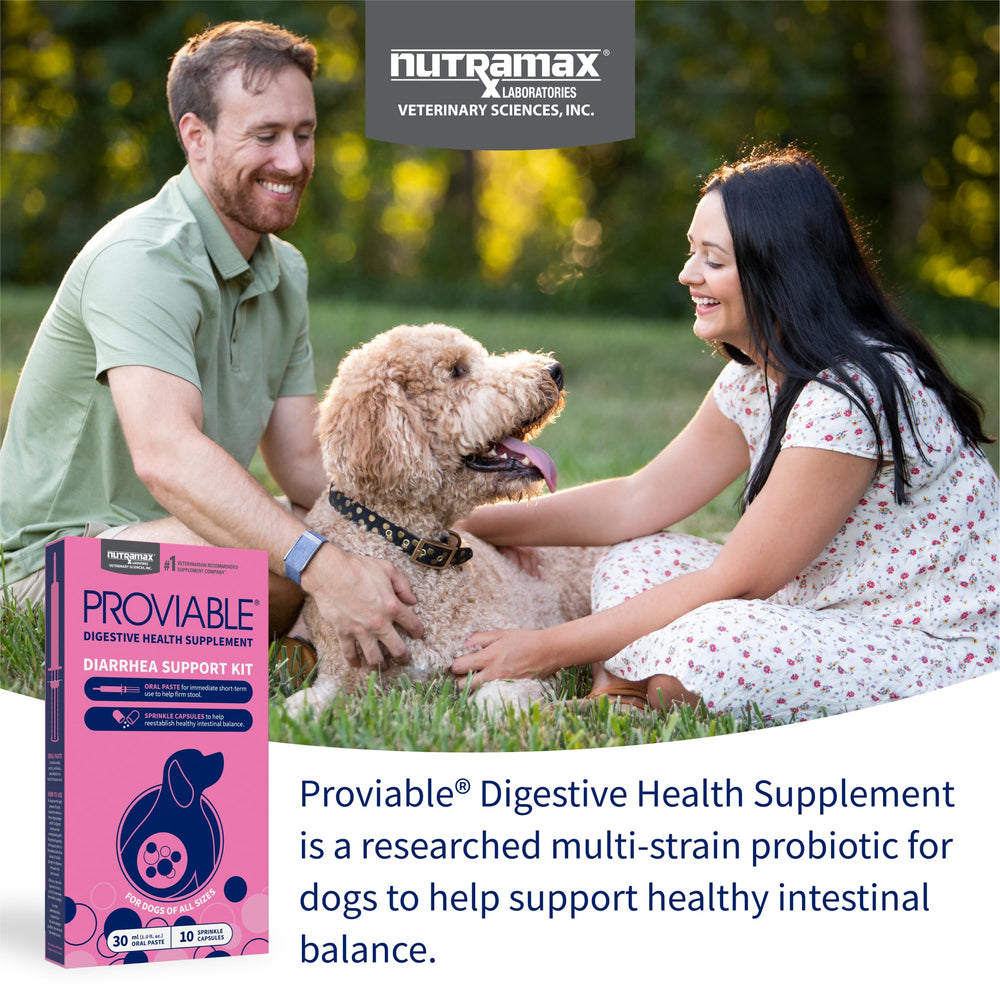 Nutramax Proviable paste syringe detail for accurate dosing benefit