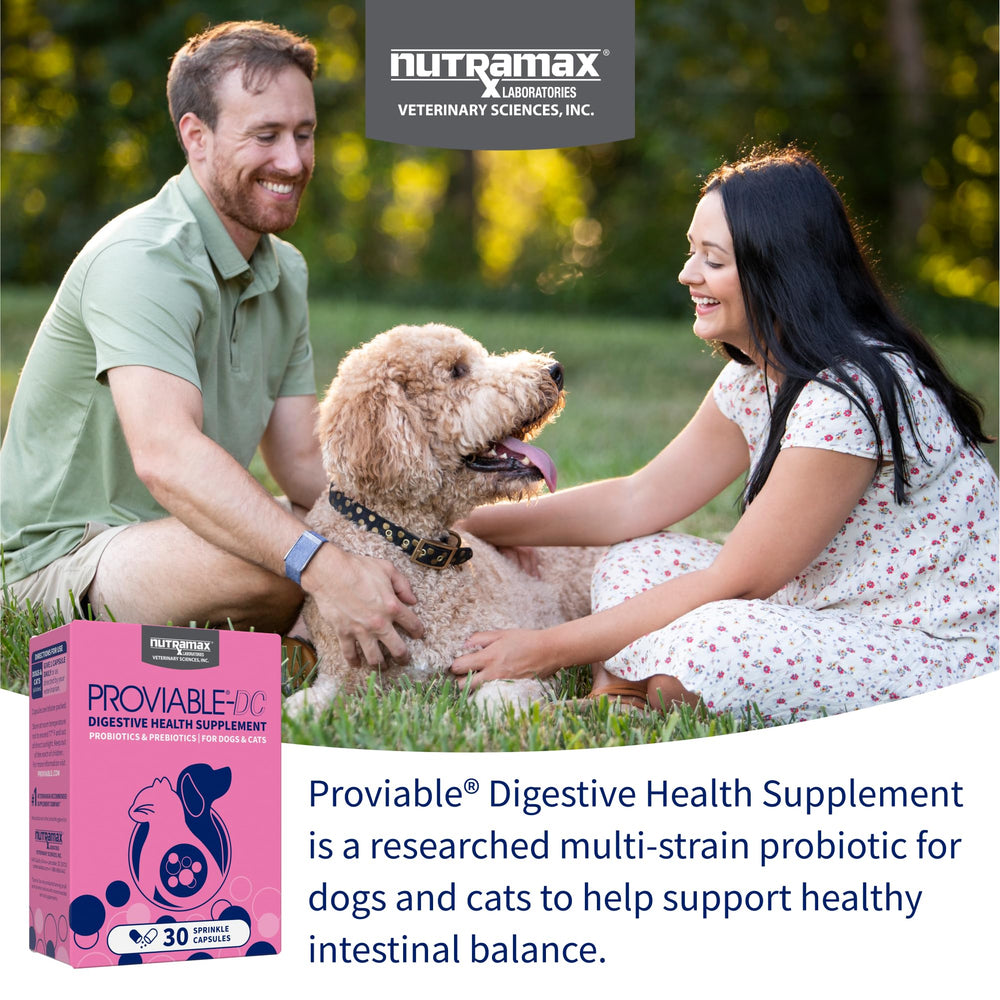 Nutramax Proviable powder sprinkled on dry food for palatability benefit