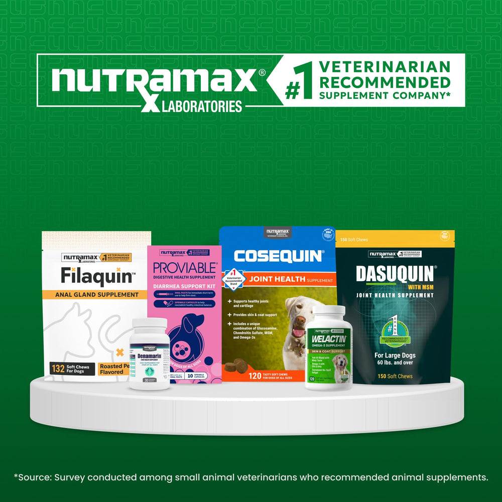 Dog happily accepting Nutramax Welactin chew in home lifestyle scene