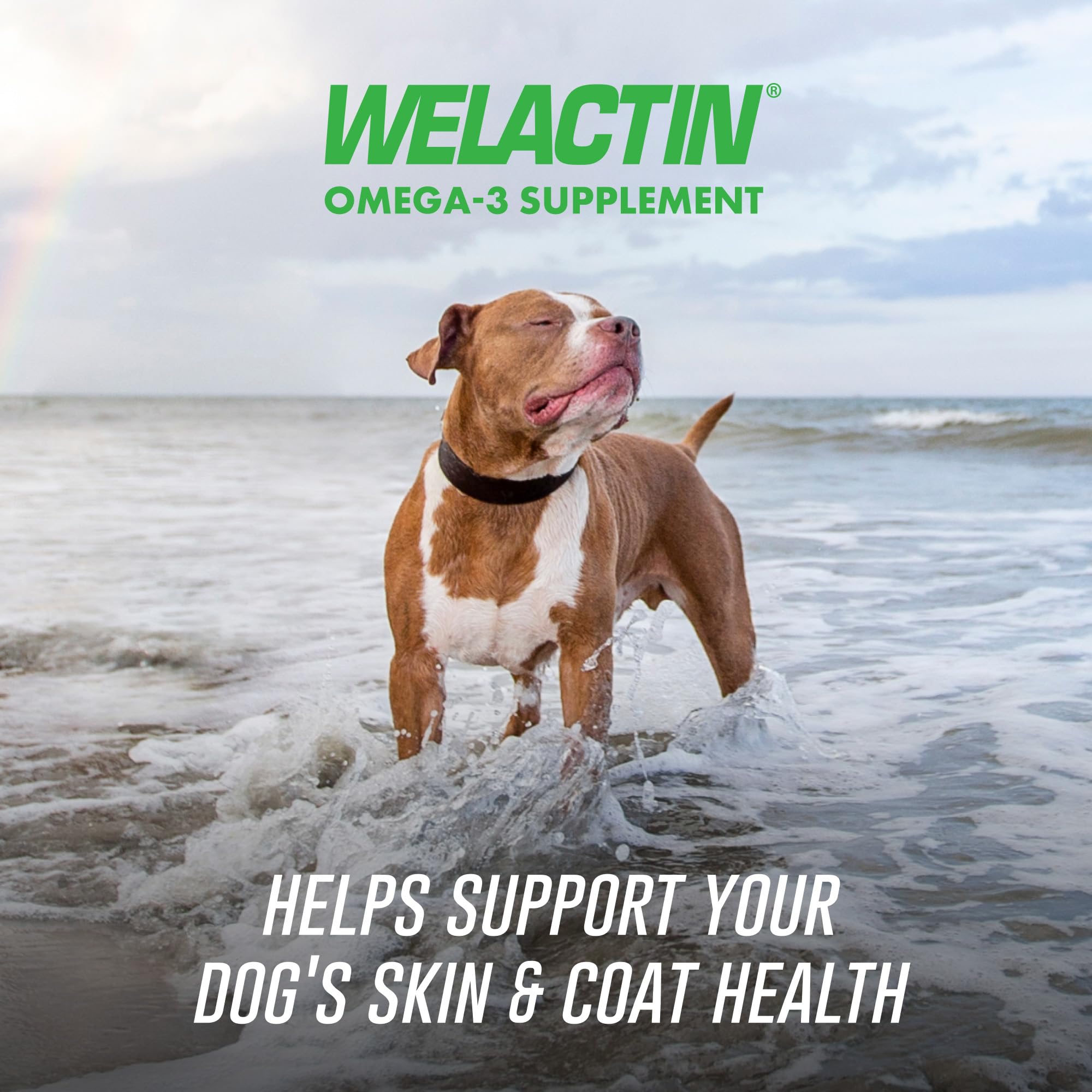 Nutramax Welactin soft chew close-up highlighting palatable texture