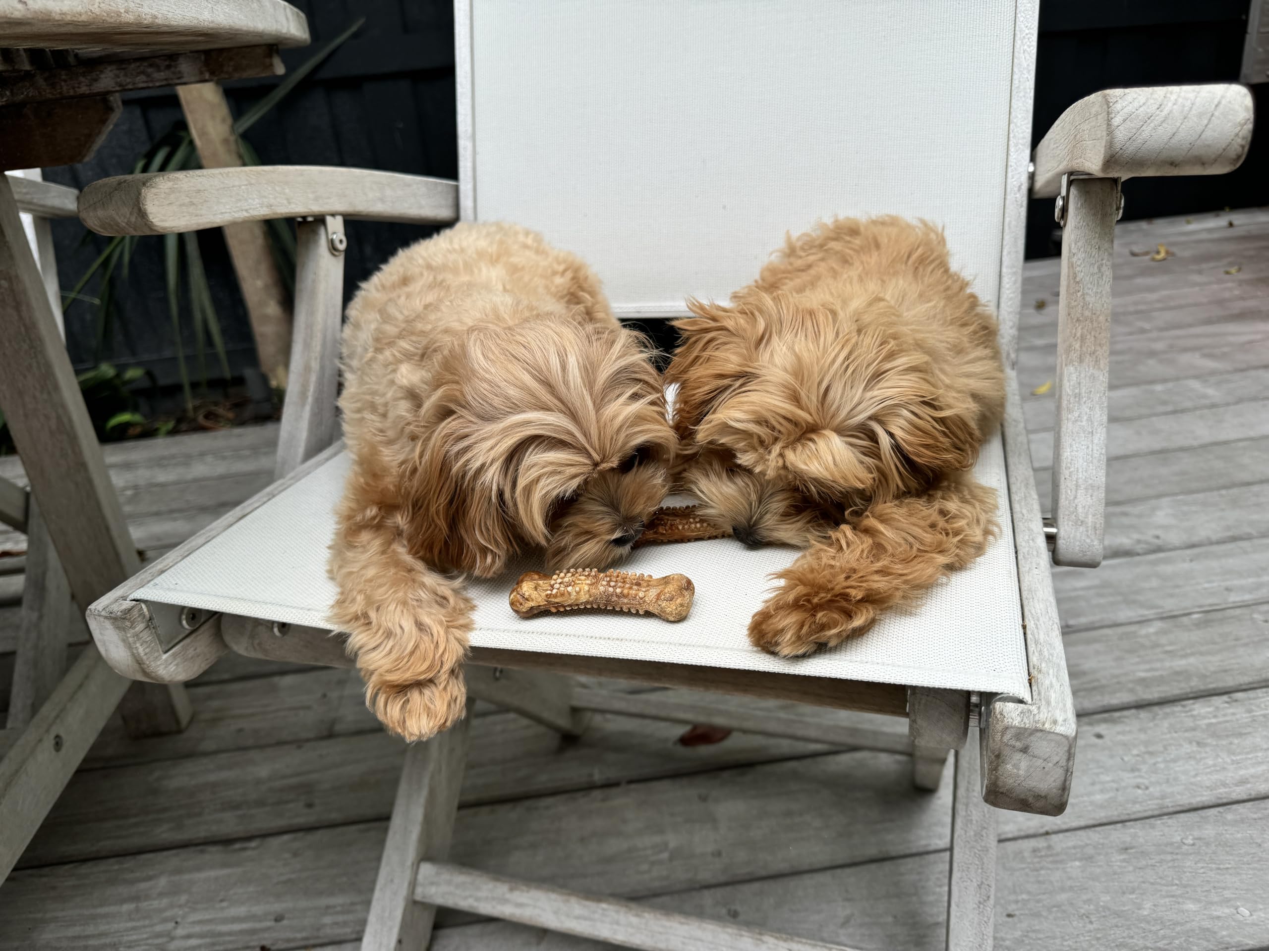 Nylabone pile of treats on wood surface illustrating long-lasting chews