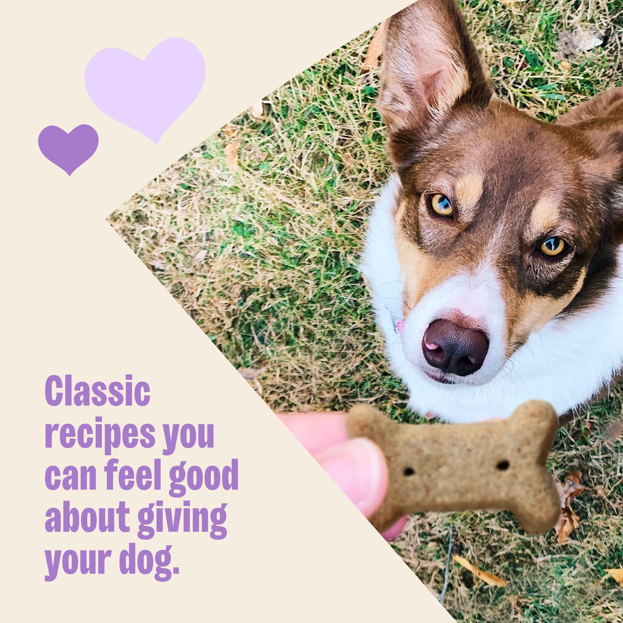 Old Mother Hubbard open box displaying many mini biscuits for plentiful training rewards