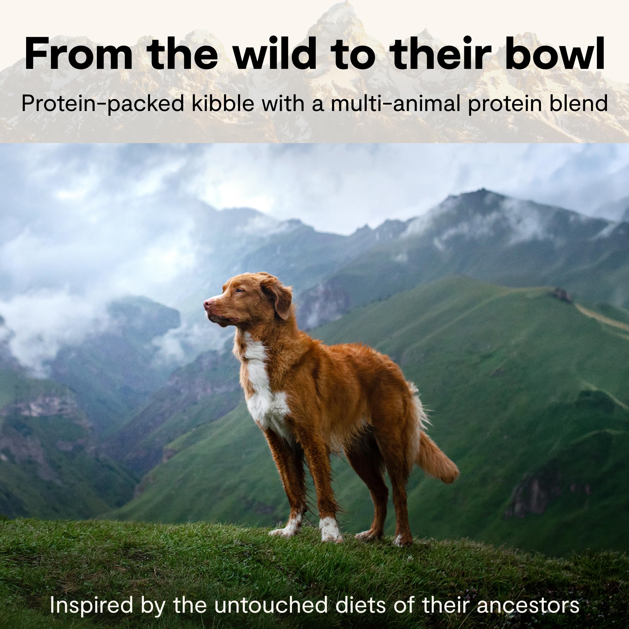 Open Farm bone broth being poured to boost flavor and moisture