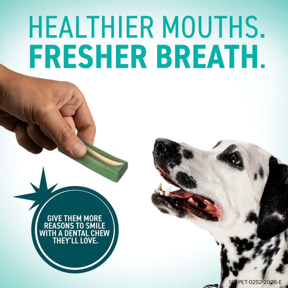 OraVet chew on floor with small dog about to chew demonstrating ease of use
