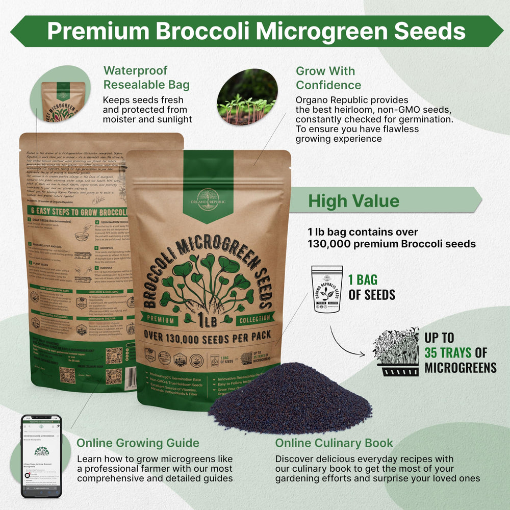 Organo Republic broccoli seeds close-up texture, illustrating seed quality and density