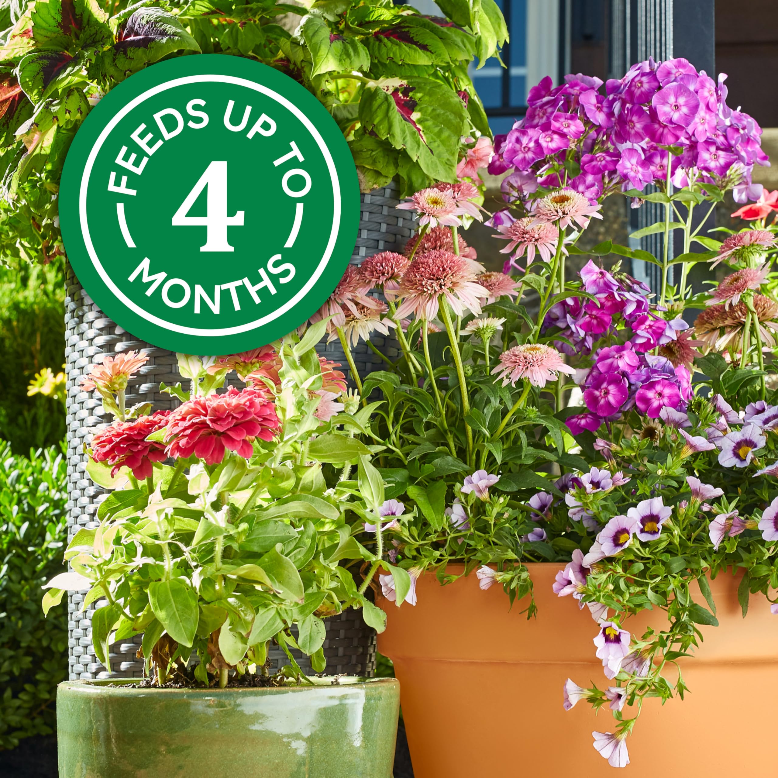Osmocote granules around a perennial plant showing root nourishment and healthier growth