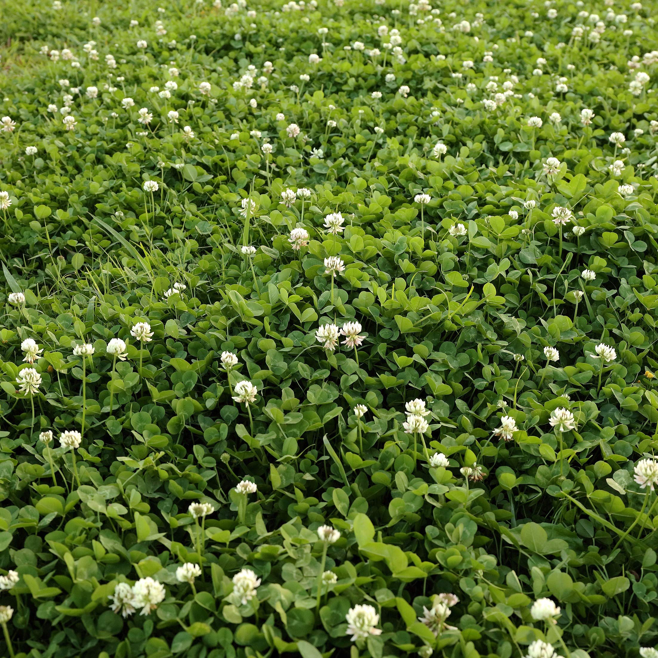 Outsidepride clover mixed with pasture grasses showing forage improvement benefit