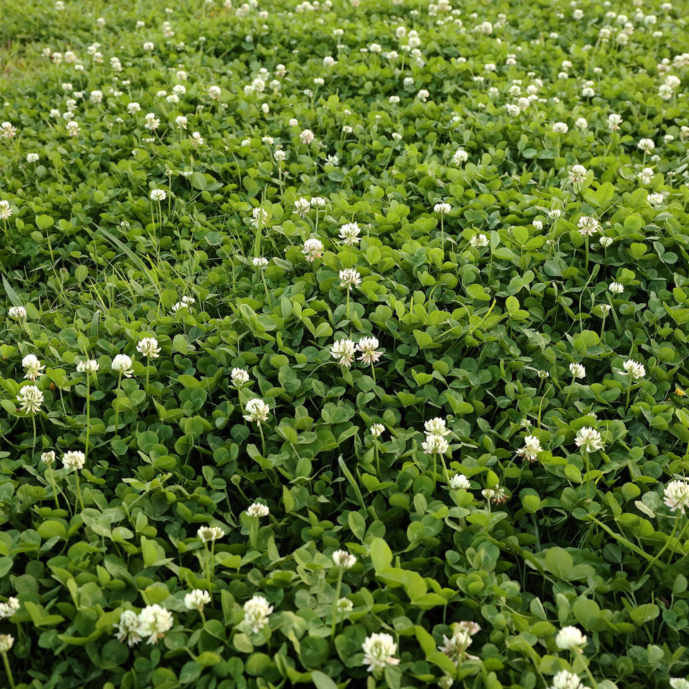 Outsidepride clover mixed with pasture grasses showing forage improvement benefit