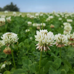 Outsidepride seed close texture showing nitrocoated treatment and better germination