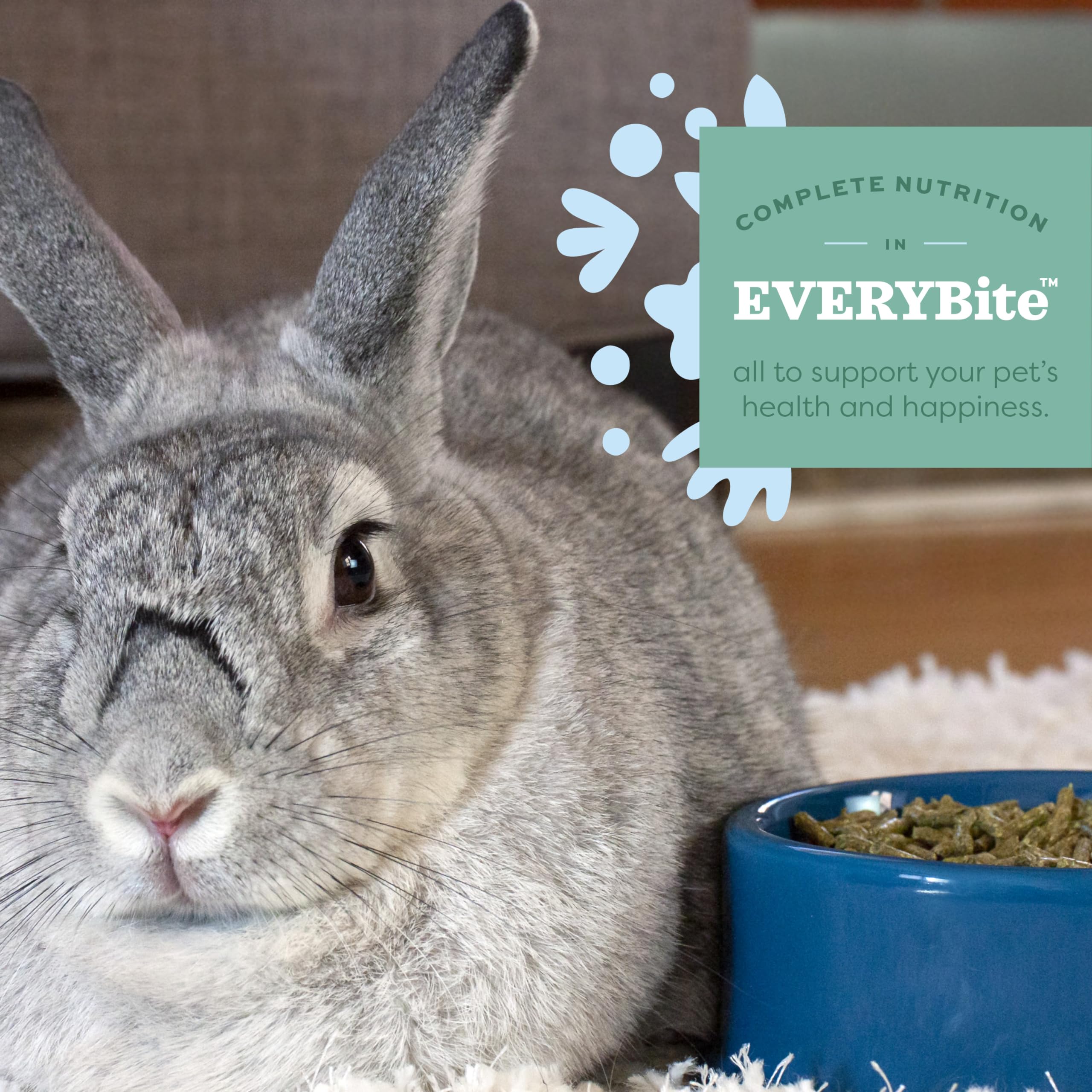 Adult rabbit eating Oxbow pellets showing improved acceptance benefit